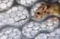 Hantavirus : et si l'évolution du climat changeait aussi les maladies ?