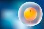 Y a-t-il un lien entre FIV et risque de cancer ? 
