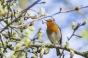 Pourquoi il faut prendre le temps d’écouter les oiseaux