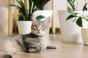 Votre chat peut-il vous rendre schizophrène ?