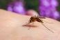 Moustiques : comment les maladies qu’ils transmettent évoluent-elles cet été ?