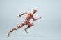 Ce que vos muscles disent de votre santé cardiovasculaire
