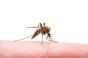Chikungunya : l’UE donne son feu vert pour le premier vaccin