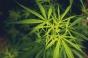 Le cannabis pourrait aider à lutter contre les overdoses de méthamphétamine