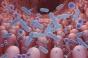 Autisme : le microbiote intestinal en cause ? 