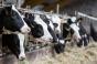H5N1 : les vaches contaminées produisent du lait très concentré en virus