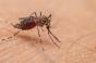 Dengue : les cas importés continuent de grimper