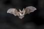 Rage : un garçon de 11 ans décède après s’être réveillé avec une chauve-souris sur le visage
