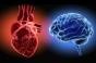 Hypertension : et si c’était la faute du cerveau ?