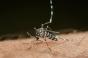 Dengue : un nouveau cas autochtone en Occitanie