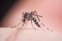 Chikungunya : quels sont les facteurs de risque des formes chroniques ?