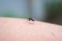 Premier cas autochtone de chikungunya : que sait-on ? 