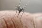 Chikungunya, dengue, West Nile : que se passe-t-il dans le sud de la France ?