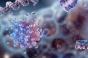 Cancer du pancréas : cette propriété des moules, promesse d’un traitement efficace ?