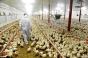 Comment les élevages de poulets favorisent la propagation des gastros