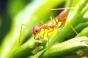 Fourmis électriques : que faire en cas de piqûre ?