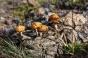 Cette substance présente dans les champignons hallucinogènes pourrait soigner la dépression 