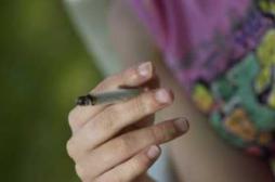 Cannabis : une consommation régulière réduit les chances de finir sa scolarité