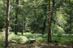 Les forêts aident à réduire les problèmes respiratoires