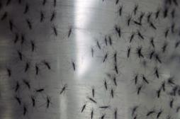 Chikungunya : une épidémie de grande ampleur en Polynésie 