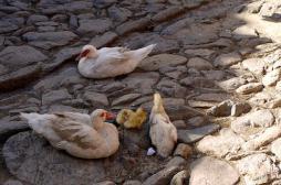 Grippe aviaire : sept foyers identifiés dans le Tarn
