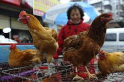 Le virus H7N9 se propage en Chine