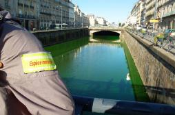 Pollution : douze rivières colorées en vert fluo pour alerter  