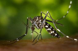 Dengue : la Réunion au bord de l’épidémie