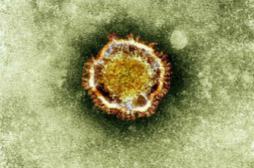 Coronavirus : des chercheurs annoncent être sur la voie d'un traitement 