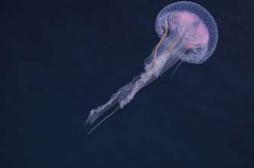 Méduses sur le littoral : faut-il en avoir peur ?