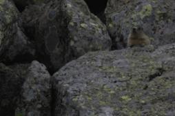 Peste : la ville chinoise de Yumen n'est plus coupée du monde 