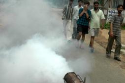 Chikungunya : pulvérisation controversée du malathion