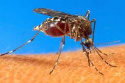 Chikungunya : 300 cas confirmés en métropole    