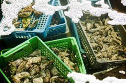 Coquillages : les contrôles sanitaires renforcés pour les fêtes