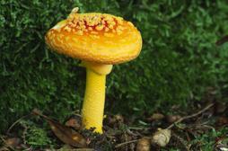 Cueillette des champignons : comment éviter l’intoxication ? 