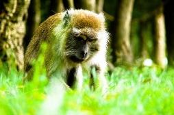 Labenne : deux macaques possiblement infectés toujours recherchés 