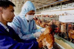 Grippe H7N9 : La première transmission interhumaine est confirmée  