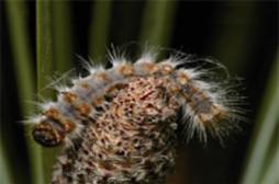 Chenilles processionnaires : elles menacent dans le Sud