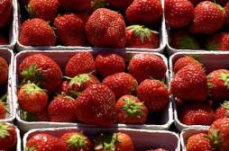 9 fraises sur 10 contiennent des pesticides