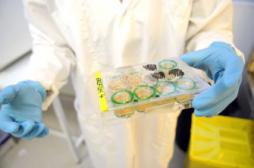 Des Français réalisent la 1ère greffe de cellules cardiaques au monde