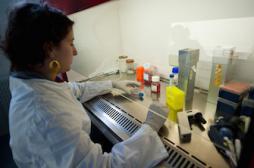 Diabète : agir sur la flore intestinale pour combattre la maladie