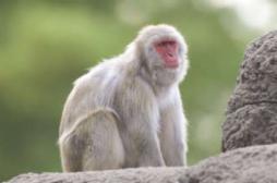 Sida : l'effet protecteur d'un inhibiteur sur les singes