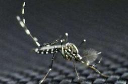 Chikungunya : la Guyane passe en 