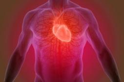 Les enzymes cardiaques, des indicateurs de la santé du coeur