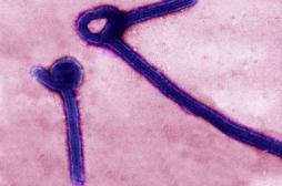Ebola en Sierra Leone : mort d'un bébé après 111 jours sans cas d'infection