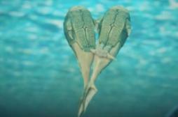 Microbrachius dicki : le poisson précurseur des relations sexuelles 