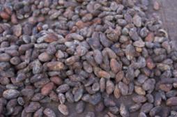 Alzheimer : l'effet protecteur du cacao 