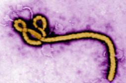 Ebola : la française infectée est traitée avec l'antigrippal Favipiravir