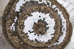 Le frelon asiatique bientôt éradiqué grâce à des chercheurs