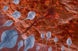 Les pesticides altèrent la qualité du sperme en France